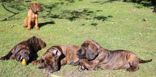 Image result for hannoverský barvář