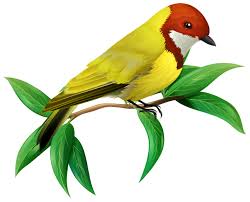A Colourful Bird on White Background - Download Free Vectors, Clipart  Graphics & Vector Art