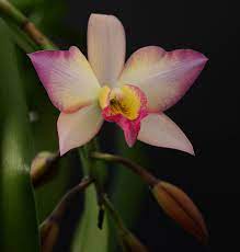 Cattleya Iwanagara Apple Blossom By Jan Gjerde Photo 29289287 500px Cattleya Apple Blossom Blossom
