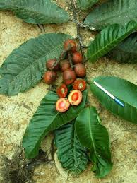 Image result for Myristicaceae