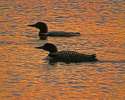 Common loon | Season Watch