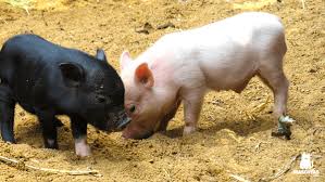 Resultado de imagen para imagenes de los tipos de mini pig