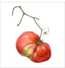 A Portrait Of Heirloom Tomato A Red Infant Watercolor On Paper Illustration Botanique Dessin Fleur Illustration