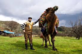 You can easily add this component to your own project as described here. Like Sumo Wrestling With Lots Of Spit Camels Tussle In Turkey Npr