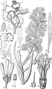 Image result for Vanwykia remota