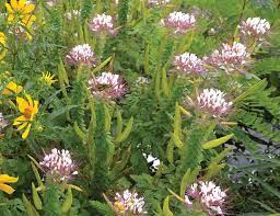While they live only for a season or two, annuals put their resources into producing large quantities of flowers and seeds. Annuals In The Native Garden The Gateway Gardener