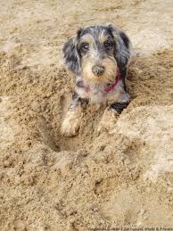 Wire haired dachshund breed guide. Wire Haired Dachshund Dachshund Breed Wire Haired Dachshund Clever Dog