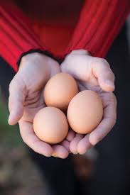 Is raising chickens for you? Not Barnyard Backyard Raising Chickens In The Suburbs