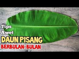 Maybe you would like to learn more about one of these? Cara Menyimpan Daun Pisang Agar Awet Tahan Lama Dikulkas How To Preserve Banana Leaf Youtube