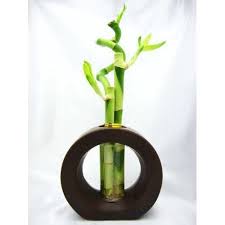 9greenbox Live Spiral 3 Style Lucky Bamboo Plant Arrangement With Ceramic Vase Brown Walmart Com Lucky Bamboo Plants Lucky Bamboo Bamboo Plants