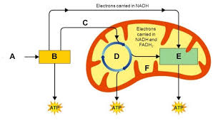 Exam overview the ap chemistry exam will test your understanding of the scientific concepts covered in the course units, as well as your ability to design and describe chemical experiments. Balanced Chemical Equation For Cellular Respiration Quizlet Tessshebaylo