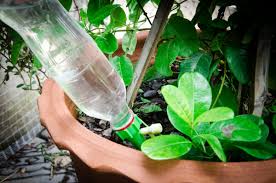 We did not find results for: Comment Arroser Ses Plantes Avec Une Bouteille A L Envers