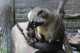 Kopi Luwak The Cat Poop Coffee We The Origin