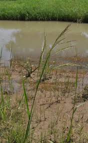 Image result for Panicum subalbidum