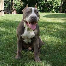 Maybe you would like to learn more about one of these? Pitbull Puppy Free For Adoption Home Facebook