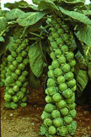 Baby Cabbage To Eat Or Not To Eat Brussels Sprouts Growing Vegetables Growing Food Vegetable Garden