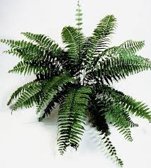 Image result for Nephrolepis biserrata