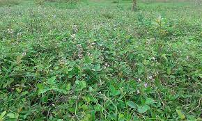 Alza la mano si está' buena, ah escucha el bajo cómo suena mira ese culo cómo lo menea [coro: Pega Pega O Amor Seco Una Leguminosa Rustica Para Valorar Cultura Empresarial Ganadera Internacional