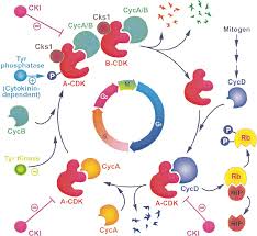 The cell cycle is defined by a series of complex events, finely coordinated through hormonal in the case of plants, with a typical postembryonic and continuous organogenesis, development relies. Model Of Cell Cycle Control In Plants Download Scientific Diagram