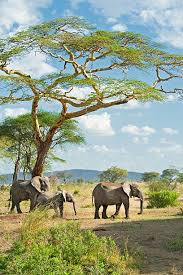 Elephants In Serengeti National Park Tanzania Africa Trees Serengeti National Park Africa Photography