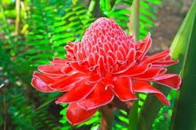 These gorgeous flowers can reach 8 inches in diameter and come in a variety of colors, such as white, yellow, purple, orange, pink, red, and multicolor. An Alphabetical List Of Tropical Flower Names With Facts And Pictures Gardenerdy In 2021 Tropical Flowers Flower Names Blue Passion Flower