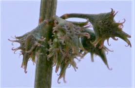 Image result for Rumex lanceolatus