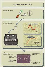 Основы полимеразной цепной реакции (пцр). Analiz Krovi Na Pcr Chto Eto Takoe Sut Metoda Pokazaniya K Naznacheniyu Rasshifrovka Analiza Krovi Pcr