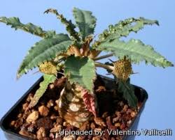 Image result for Dorstenia