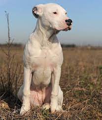 14 favorite white dog breeds mom me white dog breeds dog breeds american bulldog puppies