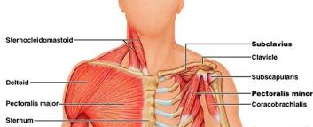 Cervical spine — the cervical spine (or neck) is the uppermost part of the spine. This Is The Last Upper Body Workout You Ll Ever Need Legion Athletics