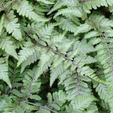 Image result for Athyrium annae