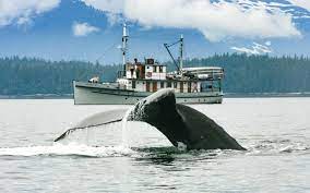 Small Ship Alaska Cruises Adventuresmith Explorations