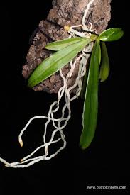 Image result for Aerangis