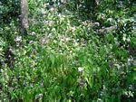 Image result for Vernonia wollastonii