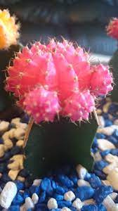 Can i replant them into a new container after i've bought it? Growing Cactus From Pups Thriftyfun