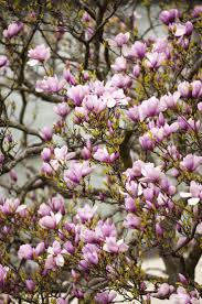 Choosing And Caring For Magnolia Trees In Containers Magnolia Tree Landscaping Magnolia Tree Types Saucer Magnolia Tree