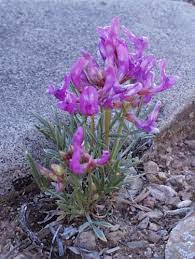 Image result for Astragalus atropilosulus