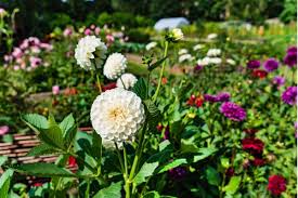 Seo is not as easy to nail down as, say, sending out a direct mail campaign to 100 recipients. Amazing Meaning And Symbolism Of Dahlia Flowers And Color Florgeous
