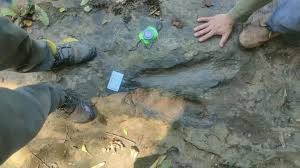 Descubren 50 huellas de dinosaurio en Apatzingán