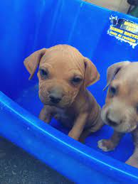 Check spelling or type a new query. Look At That Face 7 Week Old Pitbull Pup Aww