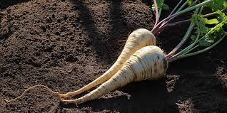 No wikidata item is associated with this gallery). Pastinake Anbauen Tipps Zur Aussaat Pflege Und Ernte