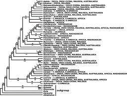 Image result for Lepidotrichilia