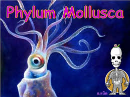 We did not find results for: Ppt Phylum Mollusca Powerpoint Presentation Free Download Id 9467273