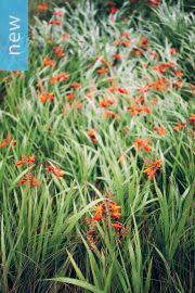 Image result for Moraea spathulata