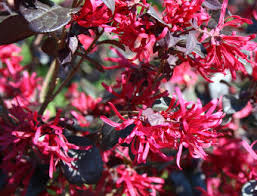 Viimeisimmät twiitit käyttäjältä razzleberries (@razzleberriesab). Loropetalum Planting Pruning And Care