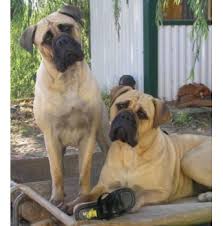 You will find bullmastiff dogs for adoption and puppies for sale under the listings here. Sweetbryar Bullmastiff S Bullmastiff Breeder Shepparton Vic