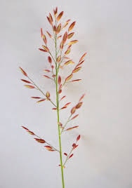 Image result for Eragrostis unioloides