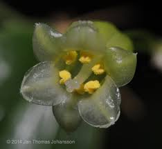 Image result for Behniaceae