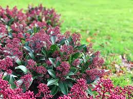 Popular as a potted plant or for shrub beds, skimmia are slow growing robust plants all with autumn berries. How To Grow And Care For Skimmia Lovethegarden