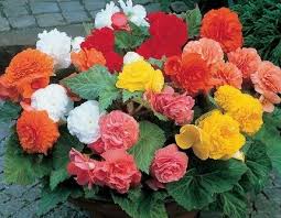 Image result for Begonia potamophila